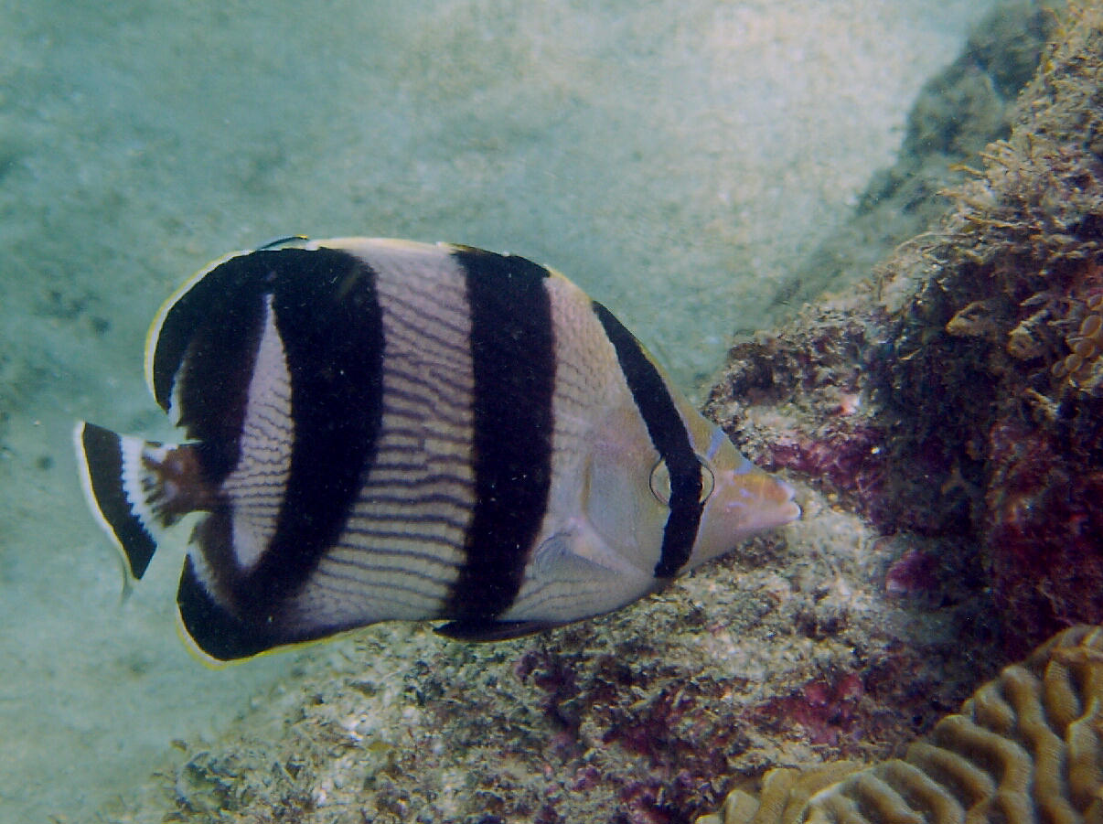 Chaetodon striatus (Pesce farfalla a bande)